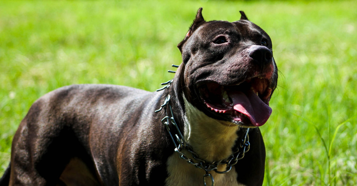 pitbull ataco a un niño de 4 años