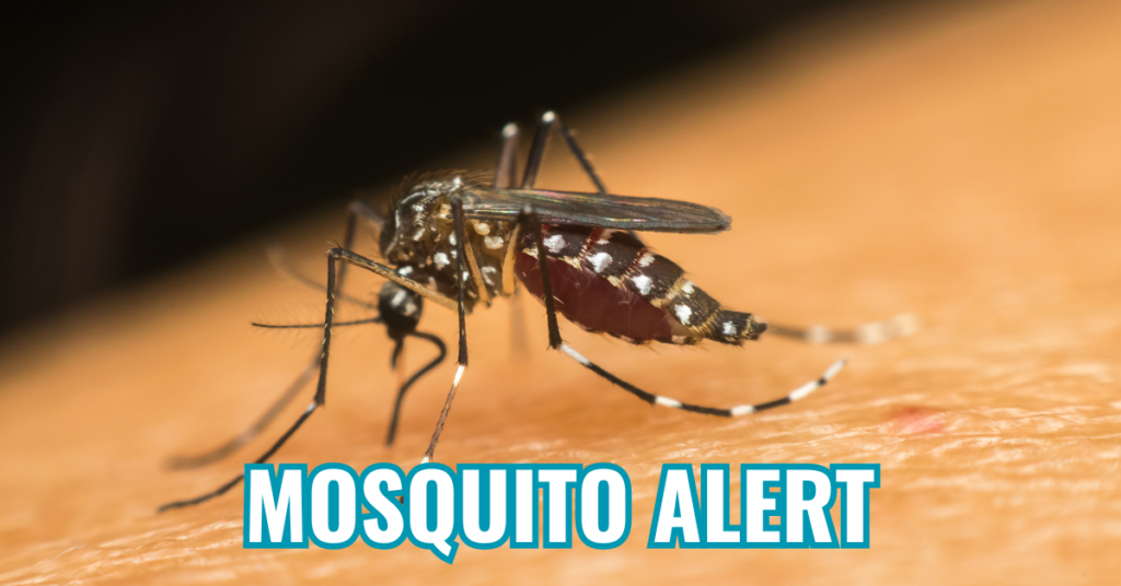 mosquito alert