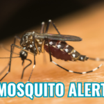 mosquito alert